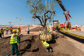 At a construction site, a crane carries a tree and the supervisors wear the same work vest and help plant the tree